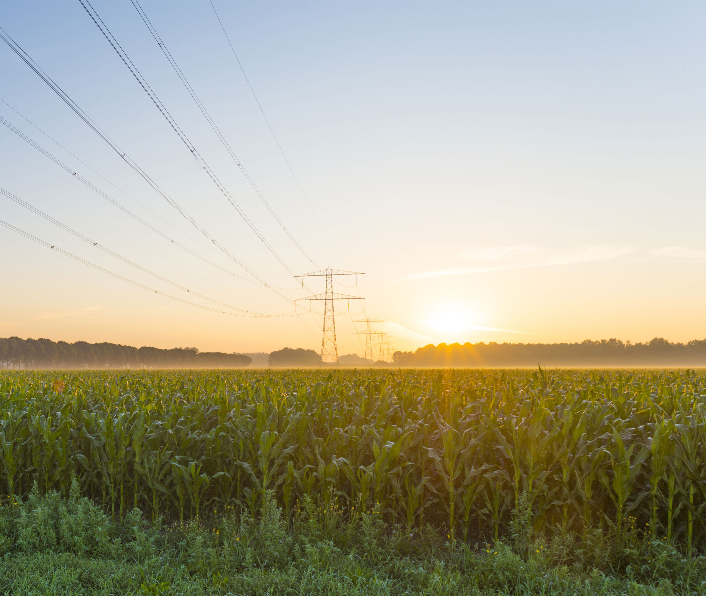 Electrical tower at sunset over a cornfield